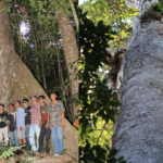 Community Forest in Tha Sae, Chumphon Province